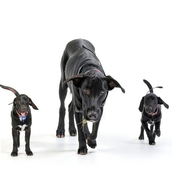 Dogtra Pathfinder2 GPS Dog Tracking System Training Collar-5