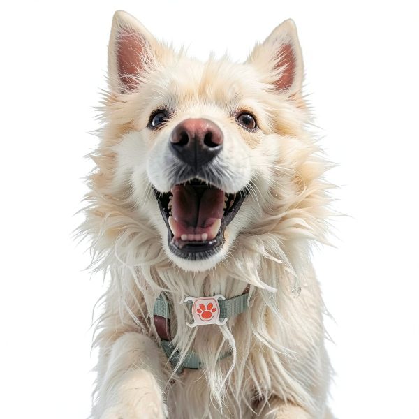 Wnrfg Pet GPS Tracker Real Time Tracking No Monthly Fees-5